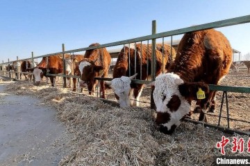 新疆兵团大学生返乡开展良种牛繁育助力乡村振兴
